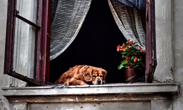 pes v okně