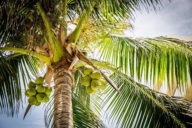 kokosové ořechy